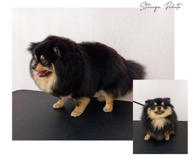 Šunų, kačių kirpyklos - Šunų kirpykla. Šunų ir Kačių salonas. - 1