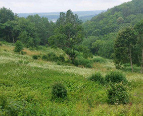 Operatyvus kelmų ir krūmų frezavimas visoje Lietuvoje ! - Medžių genėjimas, pjovimas - 3 Medžių genėjimas, pjovimas - Operatyvus kelmų ir krūmų frezavimas visoje Lietuvoje ! - 3