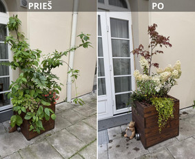 Aplinkos tvarkymas, apželdinimas - Kiemų/terasų/balkonų apželdinimas - 3