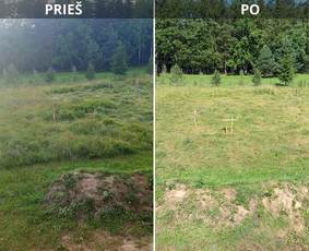 Pjaunu veją žoliapjove ir trimeriu, išrašau Sf / Tomas aplinkos priežiūra / Darbų pavyzdys ID 4048315