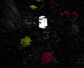 Nuotraukų redagavimas - Fotografija - 1