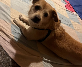 Naminių gyvūnėlių nakvynė/ pet sitting/ home boarding / GIN / Darbų pavyzdys ID 4052009