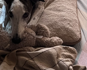 Naminių gyvūnėlių nakvynė/ pet sitting/ home boarding / GIN / Darbų pavyzdys ID 4052011