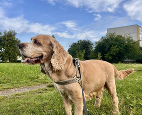 Naminių gyvūnėlių nakvynė/ pet sitting/ home boarding - Šunų viešbučiai, vedžiojimas, priežiūra - 1 Šunų viešbučiai, vedžiojimas, priežiūra - Naminių gyvūnėlių nakvynė/ pet sitting/ home boarding - 1