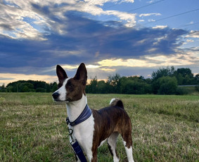 Naminių gyvūnėlių nakvynė/ pet sitting/ home boarding / GIN / Darbų pavyzdys ID 4052059