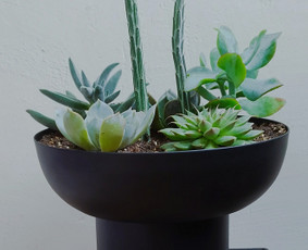 Vidaus augalų priežiūra - Vidaus augalų priežiūra - 4 Vidaus augalų priežiūra - Vidaus augalų priežiūra - 4