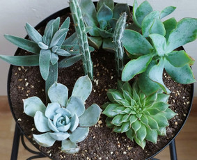 Vidaus augalų priežiūra - Vidaus augalų priežiūra - 3 Vidaus augalų priežiūra - Vidaus augalų priežiūra - 3