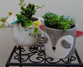 Vidaus augalų priežiūra - Vidaus augalų priežiūra - 2 Vidaus augalų priežiūra - Vidaus augalų priežiūra - 2