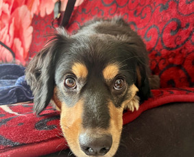 Naminių gyvūnėlių nakvynė/ pet sitting/ home boarding / GIN / Darbų pavyzdys ID 4052875