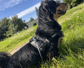 Naminių gyvūnėlių nakvynė/ pet sitting/ home boarding / GIN / Darbų pavyzdys ID 4052877