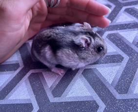 Naminių gyvūnėlių nakvynė/ pet sitting/ home boarding / GIN / Darbų pavyzdys ID 4053091