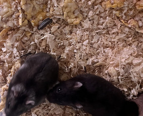 Naminių gyvūnėlių nakvynė/ pet sitting/ home boarding - Šunų viešbučiai, vedžiojimas, priežiūra - 3 Šunų viešbučiai, vedžiojimas, priežiūra - Naminių gyvūnėlių nakvynė/ pet sitting/ home boarding - 3