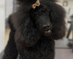 Šunų ir kačių kailio modeliavimas - Augintinių kirpėja Austėja - 2