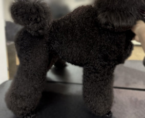 Kačių kirpimas - Augintinių kirpėja Austėja - 4