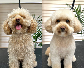 Šunų ir kačių kailio priežiūra - Augintinių kirpėja Austėja - 1