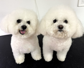 Kačių kirpimas - Augintinių kirpėja Austėja - 3