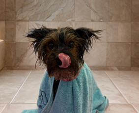 Kačių kirpimas - Augintinių kirpėja Austėja - 2