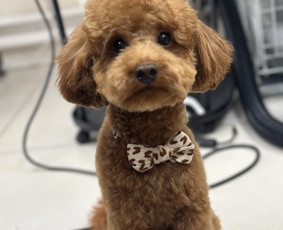 Kačių kirpimas - Augintinių kirpėja Austėja - 1