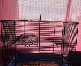 Naminių gyvūnėlių nakvynė/ pet sitting/ home boarding / GIN / Darbų pavyzdys ID 4054929