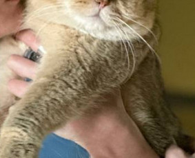 Naminių gyvūnėlių nakvynė/ pet sitting/ home boarding - Šunų viešbučiai, vedžiojimas, priežiūra - 4 Šunų viešbučiai, vedžiojimas, priežiūra - Naminių gyvūnėlių nakvynė/ pet sitting/ home boarding - 4