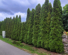 Tuju,gyvatvoriu karpymas,žeminimas,formavimas / Vitalijus Juodaitis / Darbų pavyzdys ID 4058033