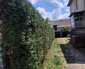 Tuju,gyvatvoriu karpymas,žeminimas,formavimas / Vitalijus Juodaitis / Darbų pavyzdys ID 4058051