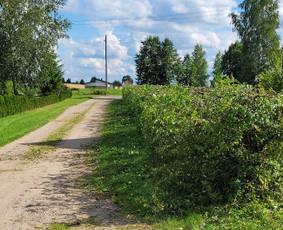 Tuju,gyvatvoriu karpymas,žeminimas,formavimas / Vitalijus Juodaitis / Darbų pavyzdys ID 4058049