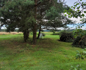 Tuju,gyvatvoriu karpymas,žeminimas,formavimas / Vitalijus Juodaitis / Darbų pavyzdys ID 4058047