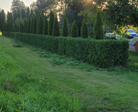Tuju,gyvatvoriu karpymas,žeminimas,formavimas / Vitalijus Juodaitis / Darbų pavyzdys ID 4058037