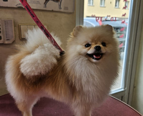 Naminių gyvūnų - šunų, kačių - kirpimas - Šunų ir kačių maudymas - 2 Šunų ir kačių maudymas - Naminių gyvūnų - šunų, kačių - kirpimas - 2