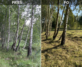 Apleistų sklypų tvarkymas - Sklypų tvarkymas: medžių ir krūmų pjovimas su išvežimu. - 4