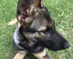 Sunu Vedžiojimo Paslaugos - Kitos įvairios paslaugos - 4 Kitos įvairios paslaugos - Sunu Vedžiojimo Paslaugos - 4