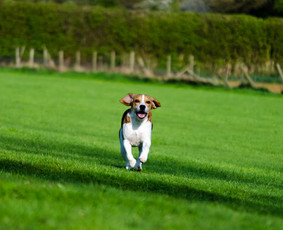 Sunu Vedžiojimo Paslaugos - Kitos įvairios paslaugos - 3 Kitos įvairios paslaugos - Sunu Vedžiojimo Paslaugos - 3