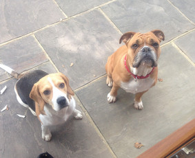 Sunu Vedžiojimo Paslaugos - Kitos įvairios paslaugos - 2 Kitos įvairios paslaugos - Sunu Vedžiojimo Paslaugos - 2