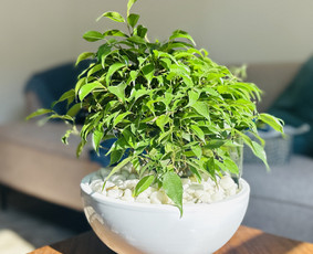 Konsultacijos, psichoterapija, emocinis palaikymas - Sveikata, gydymas - 4 Sveikata, gydymas - Konsultacijos, psichoterapija, emocinis palaikymas - 4