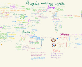 Biologijos korepetitorius aukščiausiems rezultatams - Pasiruošimas biologijos egzaminams - 2 Pasiruošimas biologijos egzaminams - Biologijos korepetitorius aukščiausiems rezultatams - 2