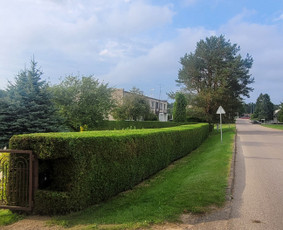 Tuju,gyvatvoriu karpymas,žeminimas,formavimas / Vitalijus Juodaitis / Darbų pavyzdys ID 4073337