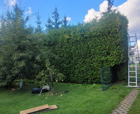 Tuju,gyvatvoriu karpymas,žeminimas,formavimas / Vitalijus Juodaitis / Darbų pavyzdys ID 4073335
