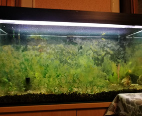 Akvariumu įrengimas,valymas,priežiura,konsultacijo - Akvariumų priežiūra - 1 Akvariumų priežiūra - Akvariumu įrengimas,valymas,priežiura,konsultacijo - 1