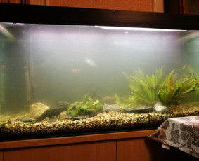 Akvariumu įrengimas,valymas,priežiura,konsultacijo - Akvariumų priežiūra - 2 Akvariumų priežiūra - Akvariumu įrengimas,valymas,priežiura,konsultacijo - 2