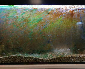 Akvariumu įrengimas,valymas,priežiura,konsultacijo - Akvariumų priežiūra - 3 Akvariumų priežiūra - Akvariumu įrengimas,valymas,priežiura,konsultacijo - 3