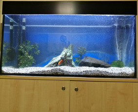 Akvariumu įrengimas,valymas,priežiura,konsultacijo - Akvariumų priežiūra - 4 Akvariumų priežiūra - Akvariumu įrengimas,valymas,priežiura,konsultacijo - 4