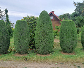 Gyvatvorių karpymas, žeminimas, formavimas / Vytautas R. / Darbų pavyzdys ID 4079277