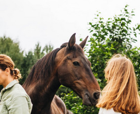 Kupolo erdvės nuoma 25 vietų miško apsuptyje tarp žirgų - Komercinių patalpų nuoma - 2 Komercinių patalpų nuoma - Kupolo erdvės nuoma 25 vietų miško apsuptyje tarp žirgų - 2