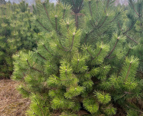 Įrenk savo svajonių sodą su Medelynu Flora / Medelynas Flora / Darbų pavyzdys ID 4082161
