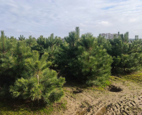 Įrenk savo svajonių sodą su Medelynu Flora / Medelynas Flora / Darbų pavyzdys ID 4082163
