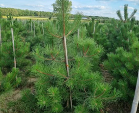 Įrenk savo svajonių sodą su Medelynu Flora / Medelynas Flora / Darbų pavyzdys ID 4082165