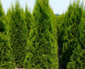 Įrenk savo svajonių sodą su Medelynu Flora / Medelynas Flora / Darbų pavyzdys ID 4082177