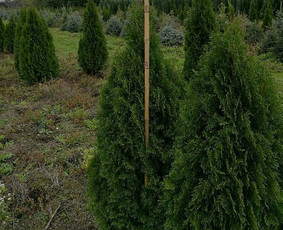 Įrenk savo svajonių sodą su Medelynu Flora / Medelynas Flora / Darbų pavyzdys ID 4082181