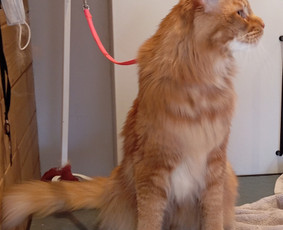 Груминг Вильнюс Старый Город Ужупис от 25€ - Kačių kirpimas - 1 Kačių kirpimas - Груминг Вильнюс Старый Город Ужупис от 25€ - 1